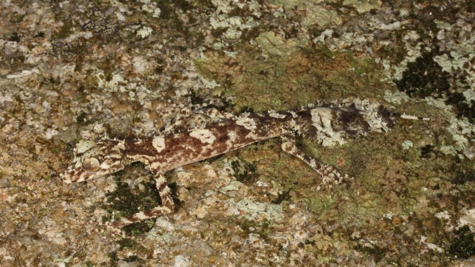 The Cape Melville leaf-tailed gecko (Saltuarius eximius). Photograph: Conrad Hoskin