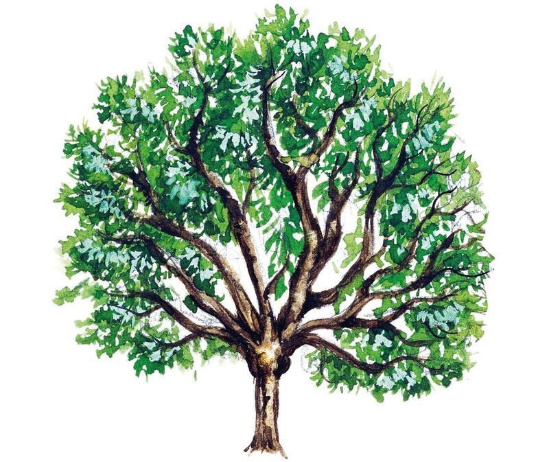 UNSPECIFIED - MARCH 03: Wild cherry or Sweet cherry (Prunus avium), Rosaceae, tree with and without foliage, leaves, flowers and fruits, illustration. (Photo by DeAgostini/Getty Images)