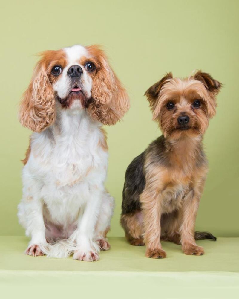 Heather Humphreys' dogs, Lady and Rusty Humphreys