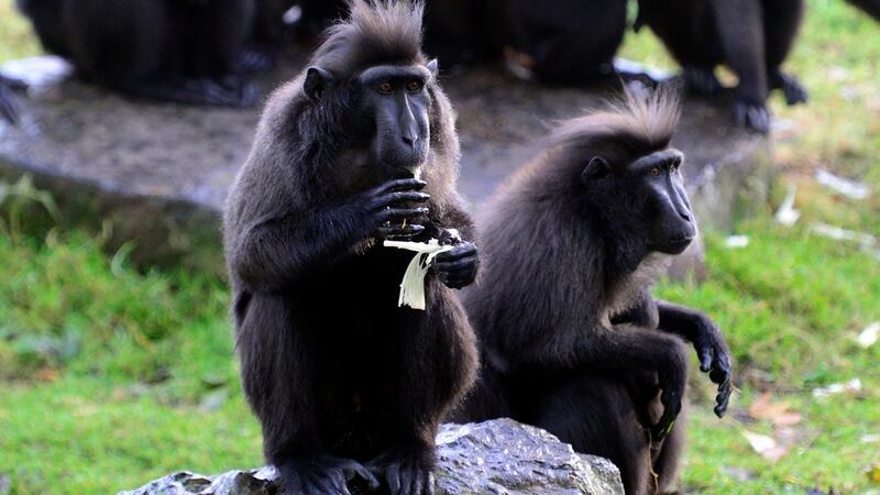 A family of Sulawesi crested macaques at Dublin Zoo. Photograph: Cyril Byrne
