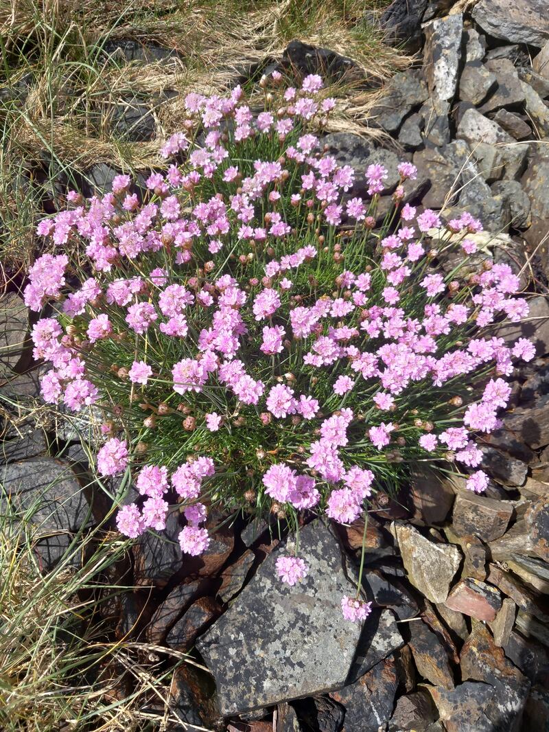 Sea pink flowers. Photograph: Walter O‘Dwyer