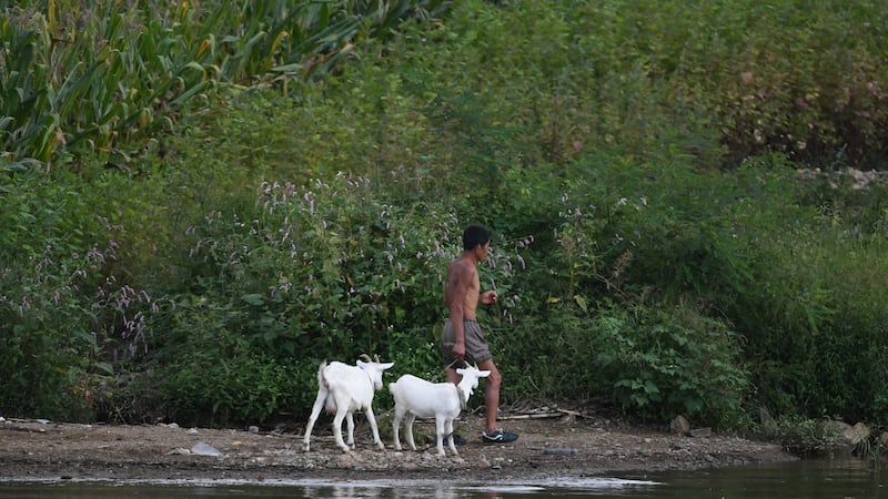 A North Korean man leads goats near the North Korean town of Sinuiju, opposite the Chinese border city of Dandong on Sunday. Photograph: Greg Baker/AFP/Getty Images