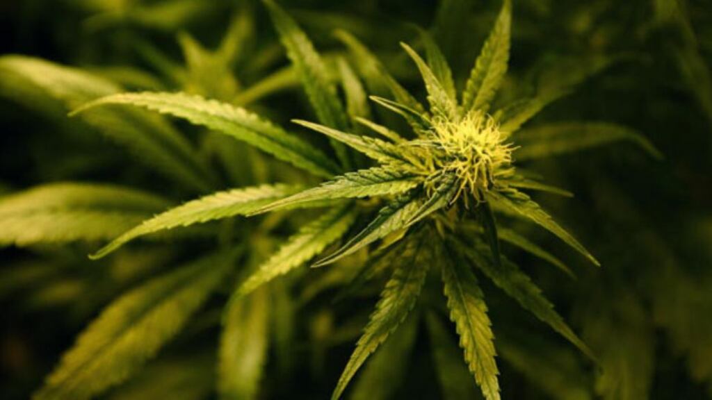 Gardaí from the Organised Crime Unit stopped and searched a van and a car shortly before 8pm last night at Tooman, Lusk and seized suspected cannabis herb worth about €250,000.