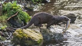 Rewilding Irish landscape would bring big benefits ‘for nature and humans’