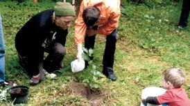 Jurassic bark: ancient Irish trees brought back to life