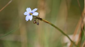 Irish Connections: More of you map links around the world