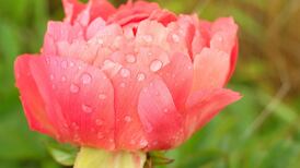 Autumn – time for new beginnings in the garden