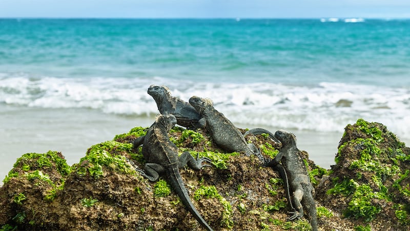 Marine Iguana in The Galapagos, Ecuador.