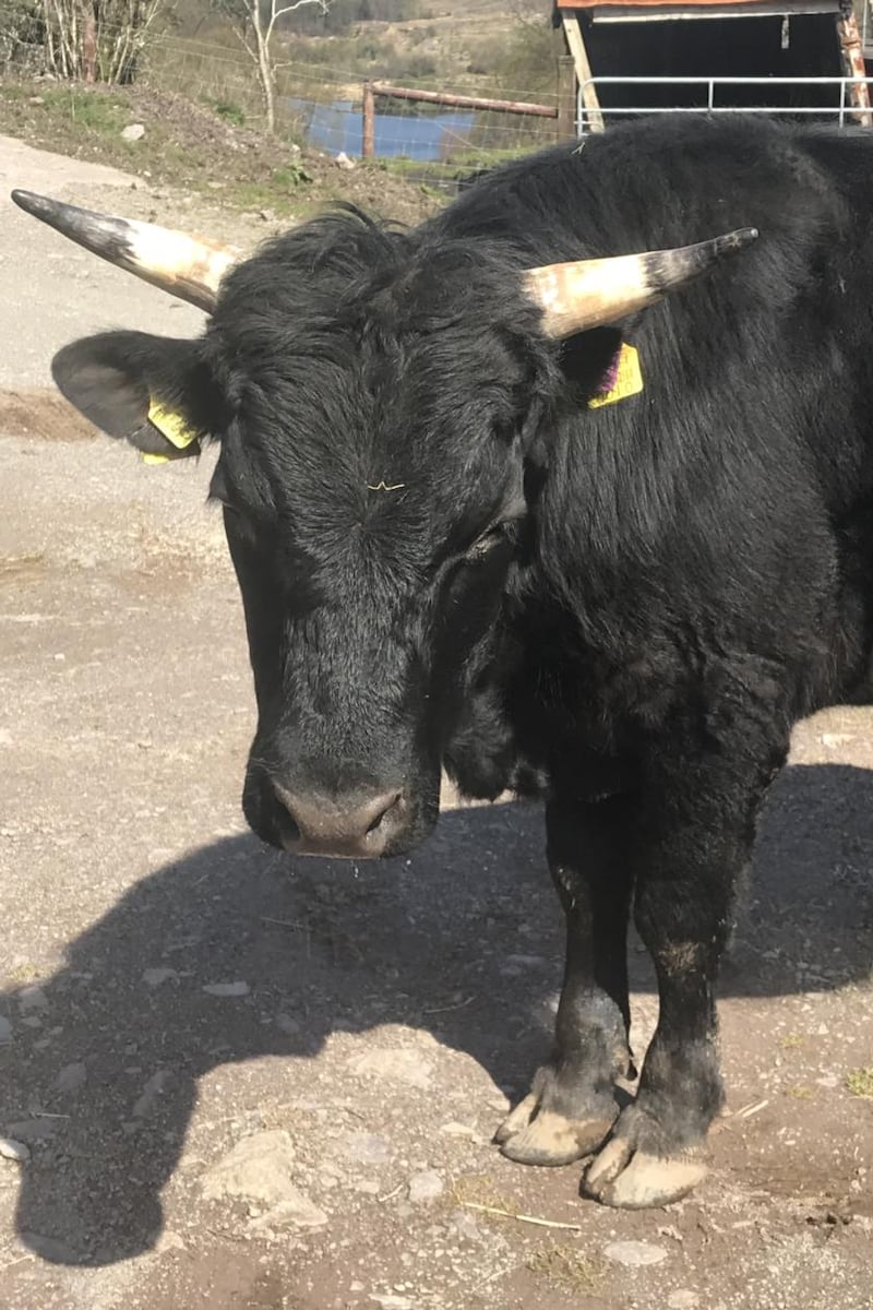 Organic farmer Martin O’Leary’s Dexter cattle