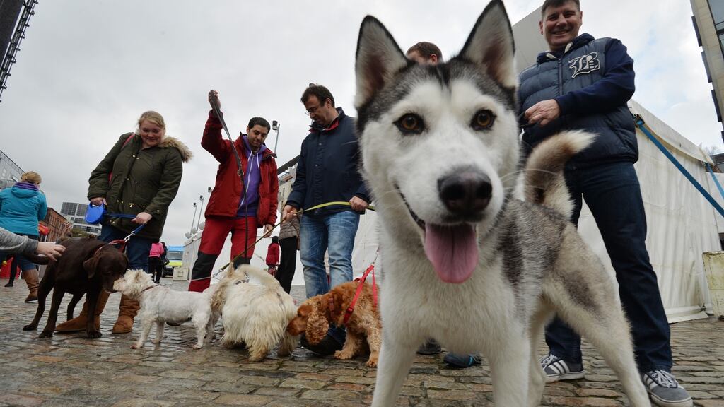 Owners and dogs at the Pets in the City family event in Smithfield Square before the pandemic. Photograph: Alan Betson