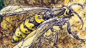 ‘They ruin picnics’: Our feelings about wasps will need reform