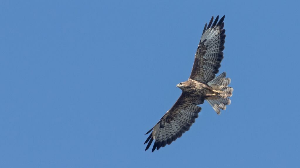 “I regularly see buzzards on the motorway into Belfast, as they search for carrion or the thermals that carry them upwards into the heavens”. Photograph: iStock