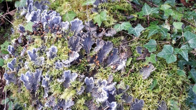 Pannaria rubuginosa, probably