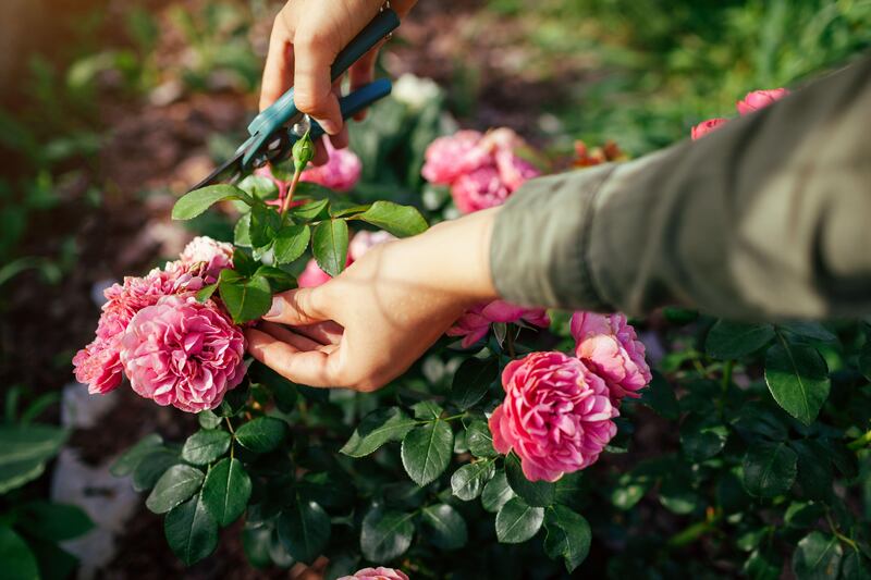 Deadheading faded blooms will also help to encourage repeat-blooming varieties to produce another flush of flowers. Photograph:  Alamy/PA.