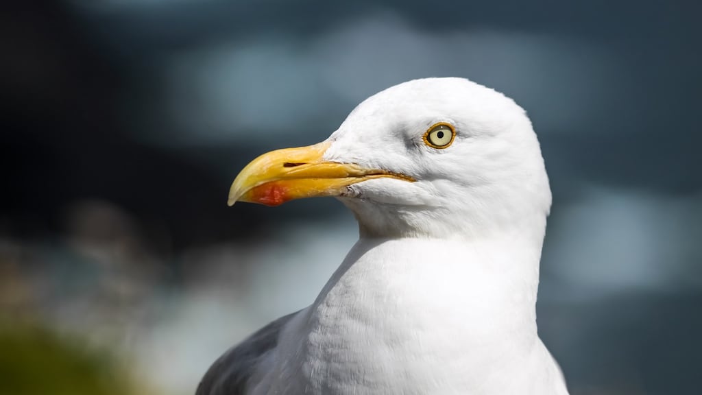 Some think seagulls are ‘evil’ and support a widespread cull, but many others have an affection for the birds. Photograph: Getty