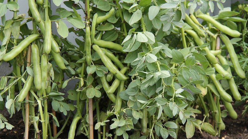 Broad beans like a fertile, free-draining but moisture-retentive position and an open spot.