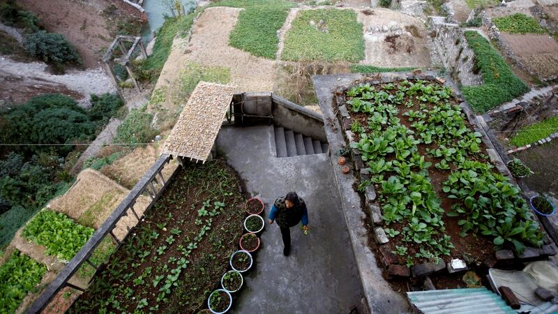 Farmers along the Yangtze river rely on glacier melt water in the dry season. File photograph: David Gray/Reuters
