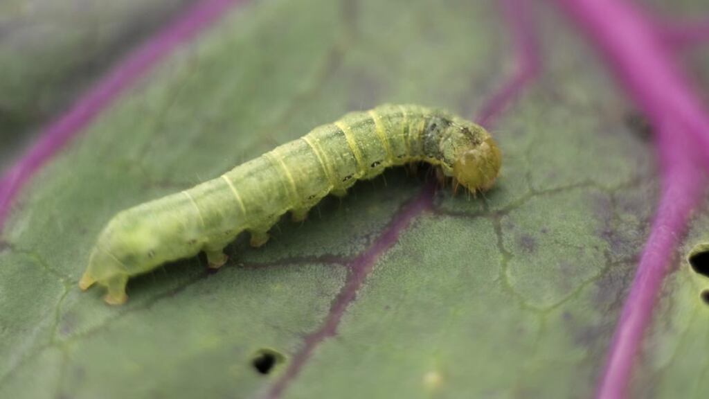 Protect brassicas against the cabbage white butterfly, whose caterpillar is pictured. Photograph: Richard Johnston