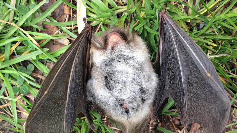 Natterer’s bat