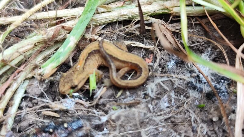 Smooth newt. Photograph supplied by Brendan Fitzsimons