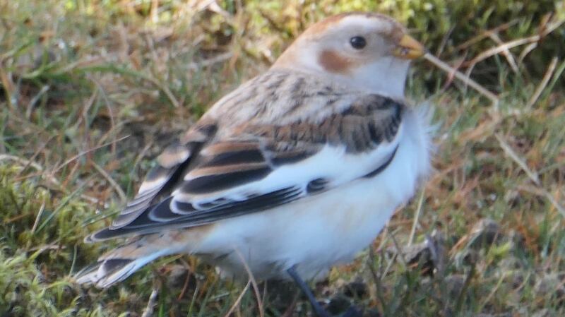 Snow bunting seen just north of Slieve Meelmore in the Mourne Mountains