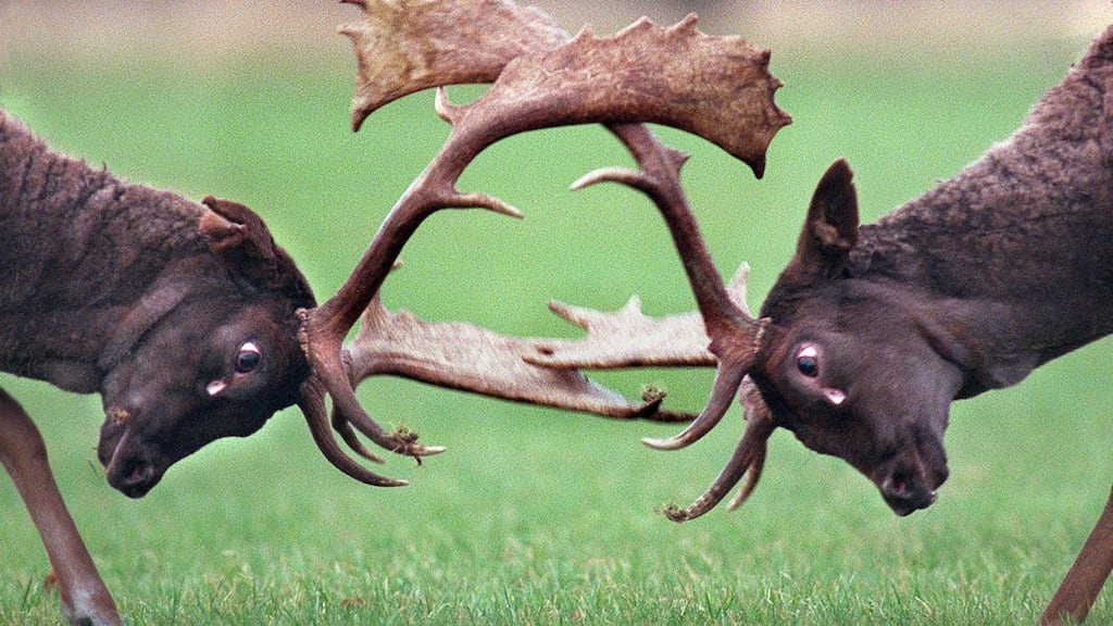 Photograph: Matt Kavanagh