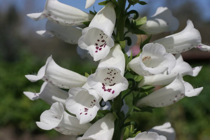 Digitalis Alba foxglove. Photograph: Getty