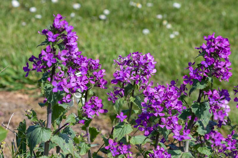 Honesty (lunaria annua). Photograph: iStock