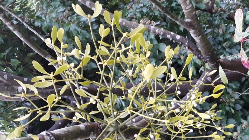 Mistletoe growing in Newtown, Co Waterford.