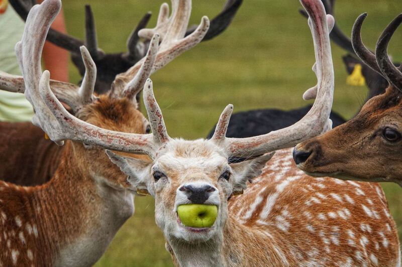 Apple Envy in the Phoenix Park PHOTO Julie Dilger
