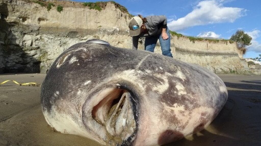 A hoodwinker sunfish is seen on a beach in Santa Barbara, California, US, February 21st, 2019, in this picture obtained from social media. Photograph: Thomas Turner via Reuters