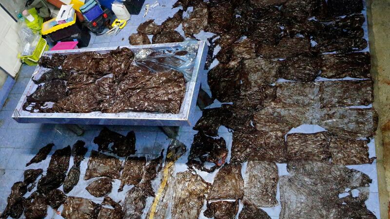 A handout photo showing plastic bags found in a stomach of a Pilot whale after an autopsy. Photograph: Reuters