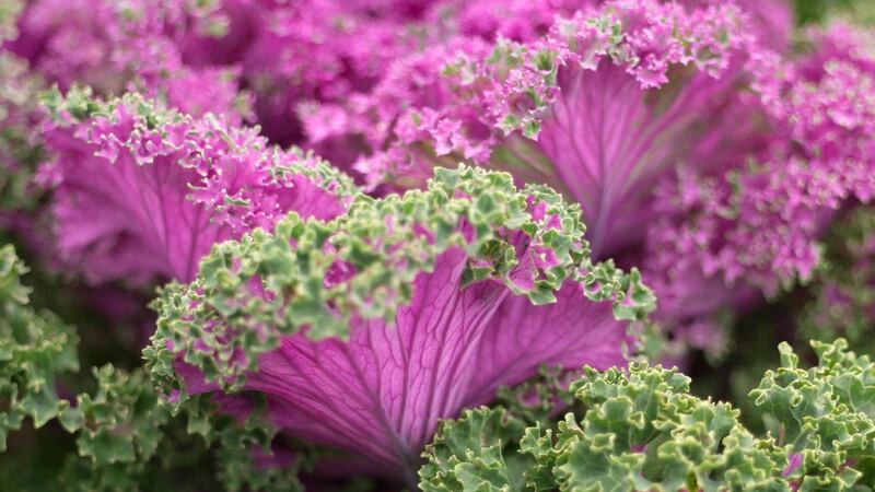 Colourful kale leaves growing in an Irish garden. Photograph: Richard Johnston