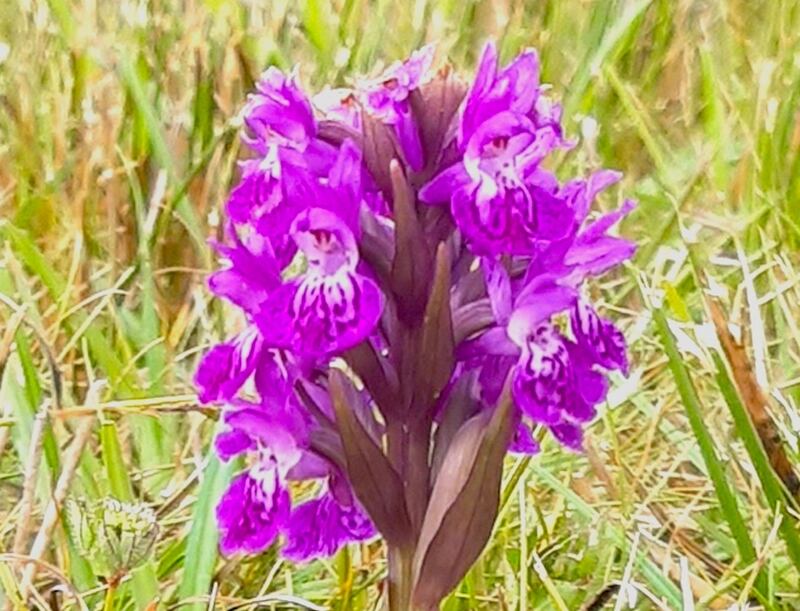 Northern marsh orchid