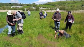 ‘Devastating loss’ of Irish plant life revealed in 20-year study