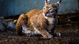 Could reintroducing the lynx solve Ireland’s sika deer problem?