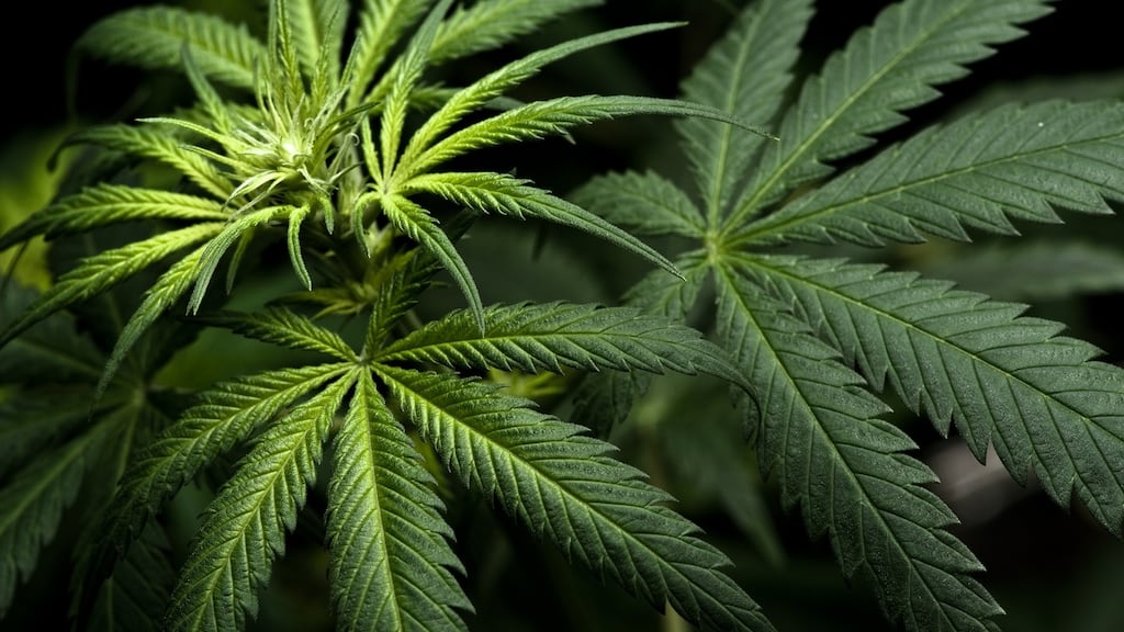 A psychiatric report confirmed Aidan Kerins had a bipolar disorder and the probation service found he was at low risk of re-offending. “Excellent references” from his employer were handed in to court