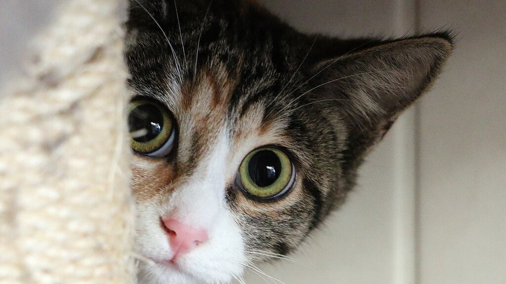 Shy people would like to be with others but find it brings up anxiety. Photograph: iStock