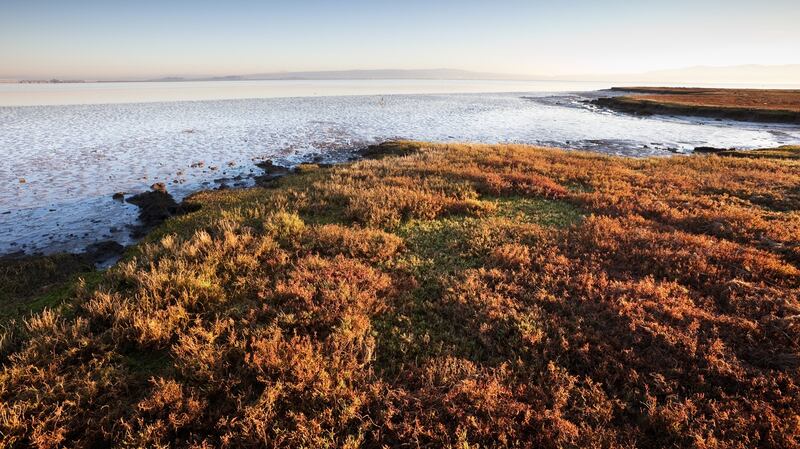 “The Baylands Nature Preserve is a great place to go for a run. There is a perfect view of San Francisco Bay and it is one of the best birdwatching spots on the west coast of the US.” Photograph: iStock