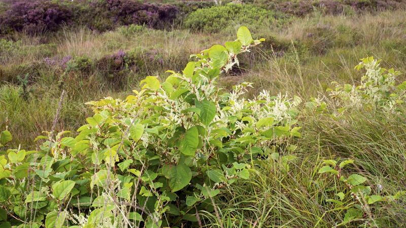 Japanese knotweed on a bog in Kerry. Photograph: David Morrison