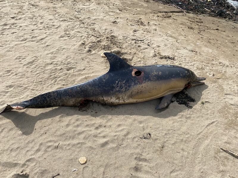 Stranded dolphin. Photograph supplied by David D’Arcy