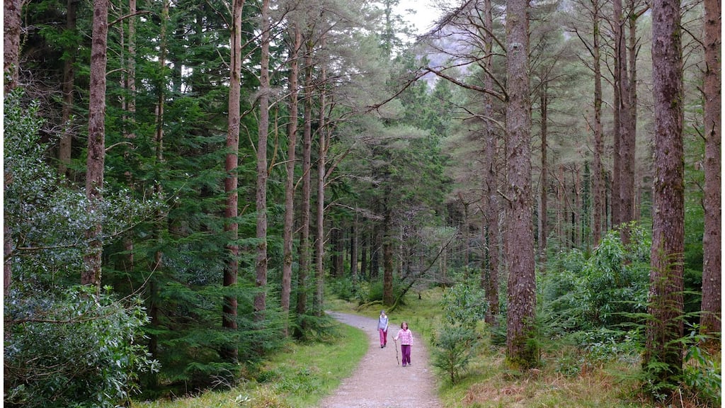The Government aims to increase forest cover in the State from 12 per cent to 18 per cent by 2027. Photograph: Bryan O’Brien