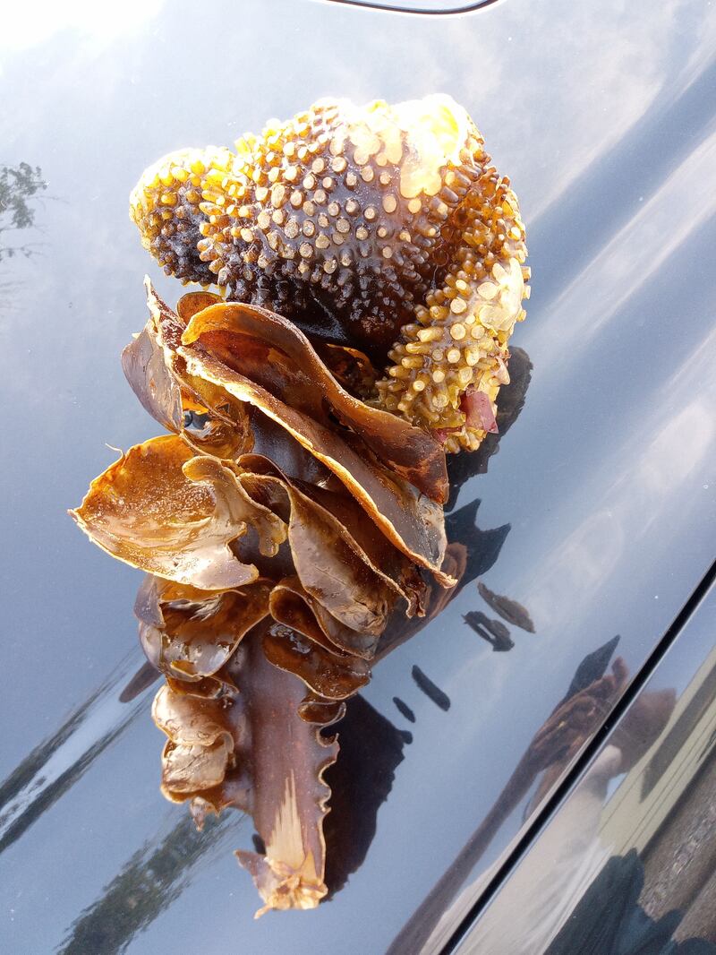 The base and holdfast of the Furbelow (Saccorhiza polyschides), a brown alga. Photograph: Carsten Boettger