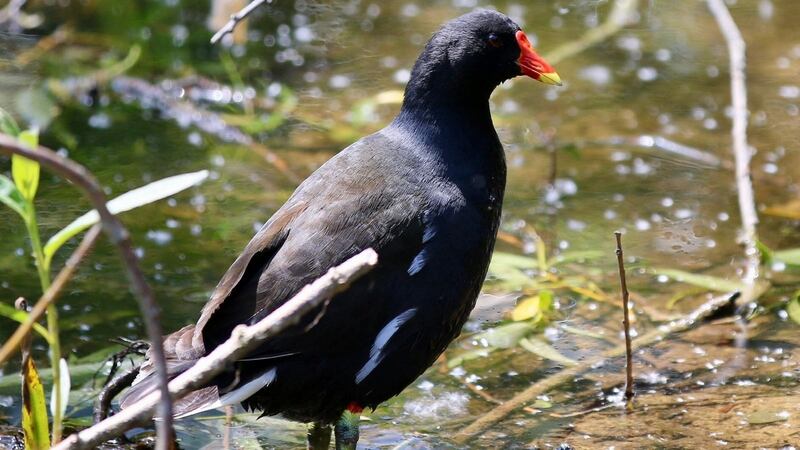 A moorhen living on the grounds of Áras an Uachtaráin.