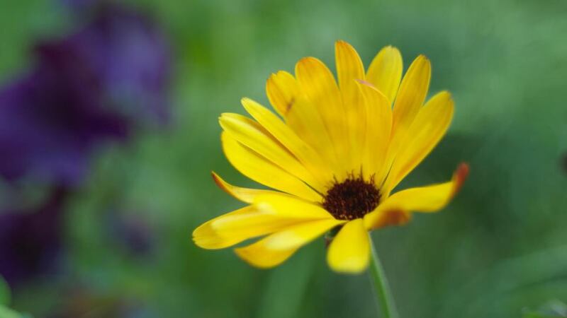 A pot marigold. Photograph: Richard Johnston