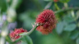 What is this mad-looking thing I found growing on wild rose?