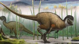 How colourful and feathery were the dinosaurs?