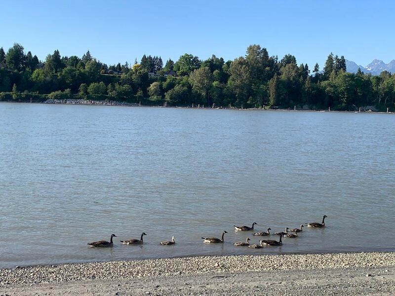 The Canada geese on the Fraser river were not interested enough in the campers to get out of the water. Photograph: Peter Murtagh