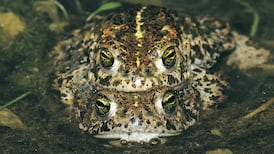 Natterjack’s breeding pattern precarious as its habitat