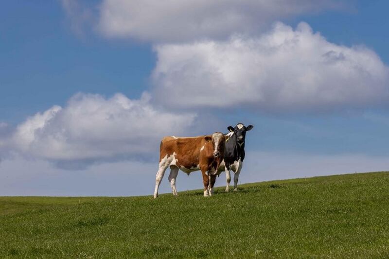 The Cooke family farm in Barna, Co Kilkenny.